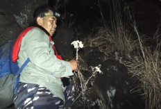 Karhutla Gunung Ciremai Padam, Tanaman Edelweis Ditemukan Layu dan Mengering