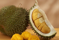 Manis hingga Gurih, Inilah Ragam Olahan Durian Paling Populer yang Banyak Digemari